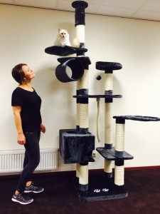 Kratzbaum für schwere Katzen